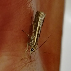 Agriphila tristella