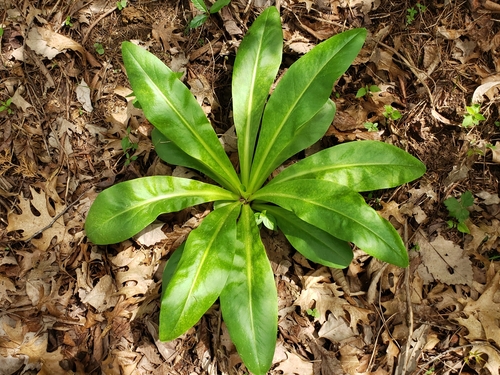 Image of Frasera caroliniensis by (c) Lily B., some rights reserved (CC BY)