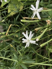 Silene fissipetala