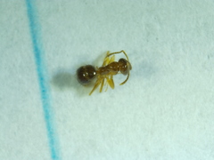 Nylanderia terricola