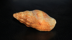 Cominella eburnea
