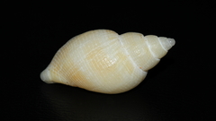 Merica purpuriformis