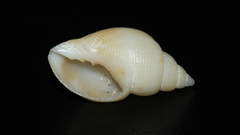 Merica purpuriformis