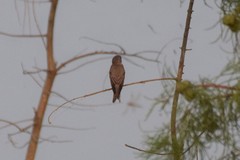 Muscicapa dauurica