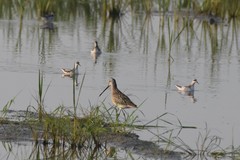 Limnodromus semipalmatus