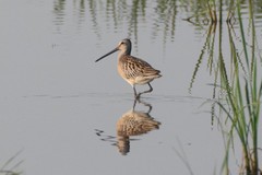 Limnodromus semipalmatus