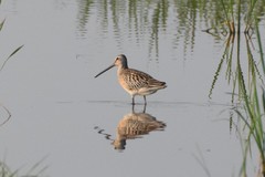 Limnodromus semipalmatus