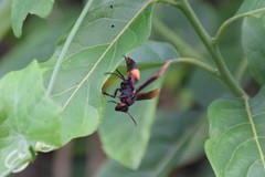 Polistes sagittarius