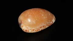 Notocypraea comptonii