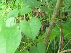 Menispermum dauricum