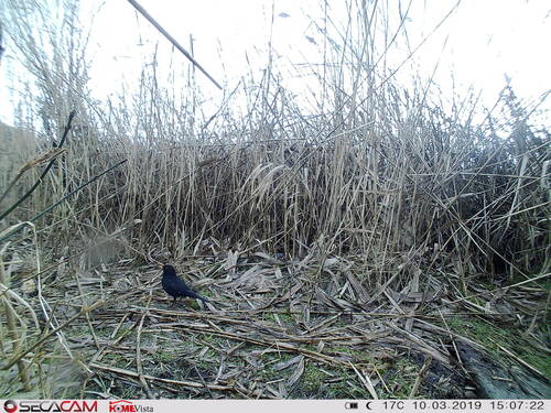 Amsel
