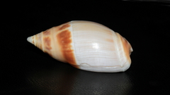 Amalda marginata
