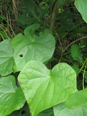 Menispermum dauricum