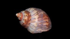 Phasianella ventricosa