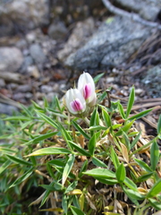 Trifolium dasyphyllum
