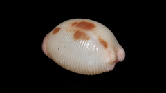 Ellatrivia merces