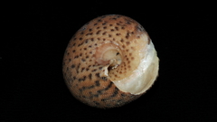 Clanculus undatus
