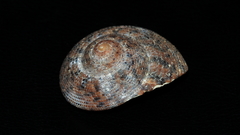 Clanculus undatus