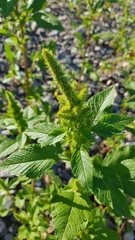 Amaranthus retroflexus