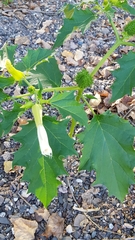 Datura stramonium