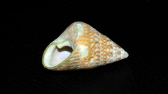 Phasianotrochus irisodontes