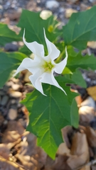 Datura stramonium