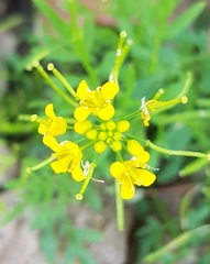 Rorippa sylvestris