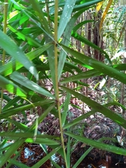 Dypsis nodifera