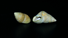 Phasianotrochus irisodontes