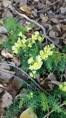 Linaria vulgaris