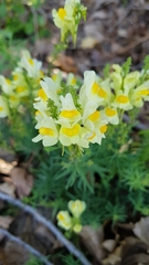 Linaria vulgaris