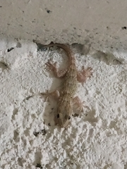 Tarentola mauritanica