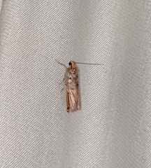 Dasypyga alternosquamella