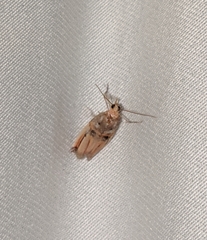Dasypyga alternosquamella