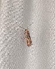 Dasypyga alternosquamella