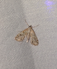 Parapoynx allionealis