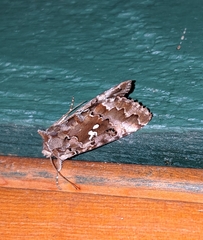 Autographa corusca