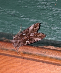 Autographa corusca