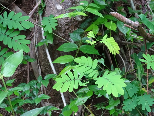 Image of Entada polystachia by (c) Alexis López Hernández, some rights reserved (CC BY)