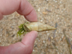 Rhinoclavis vertagus