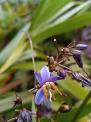Dianella ensifolia