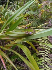 Dianella ensifolia