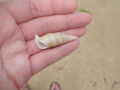 Rhinoclavis vertagus