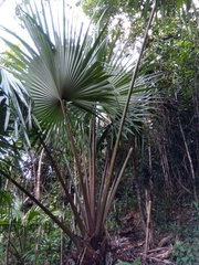 Satranala