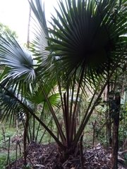 Satranala