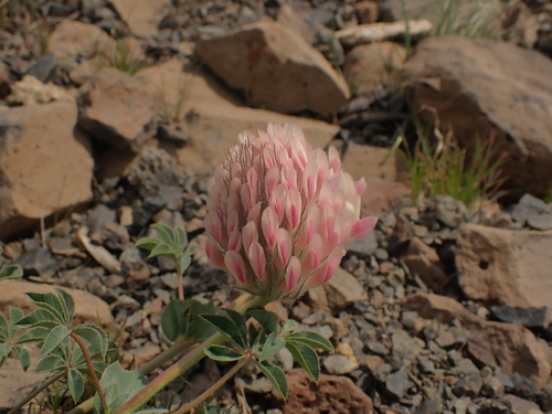 Image of Bighead Clover (Trifolium macrocephalum) by no rights reserved