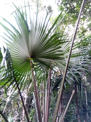 Satranala