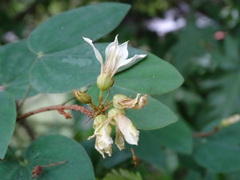 Schnella glabra, photograph Alexis López Hernández, CC BY, iNaturalist via GBIF