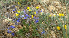 Genista albida
