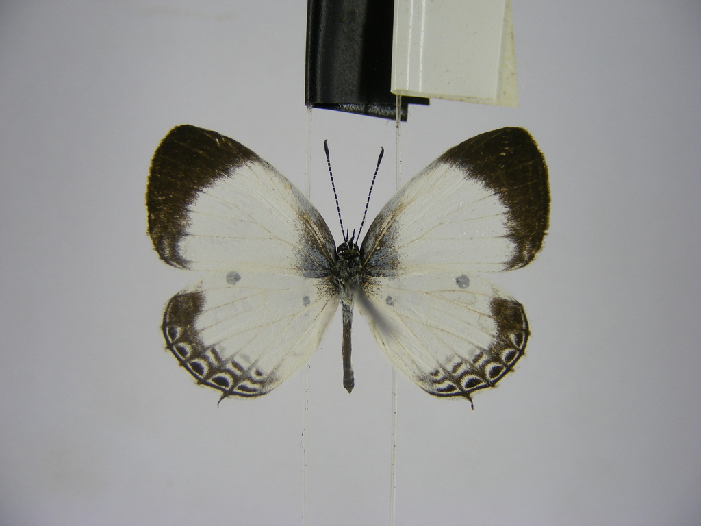 Thermoniphas plurilimbata